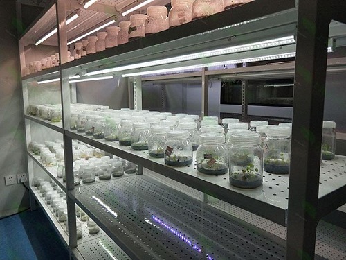 蓝山植物组织培养实验室设计建设方案